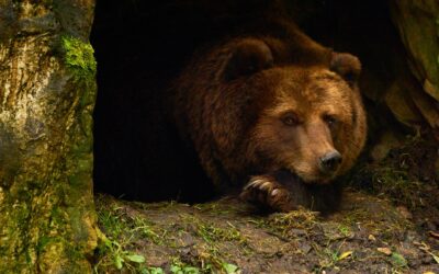 Hibernation Isn’t Just For Bears
